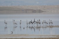 Kushtar Micro-Reserve